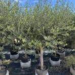 Olivovník európsky (Olea europaea) ´ARBEQUINA´ - výška 180-200 cm, obvod kmeňa 25/30 cm, kont. C45L (-12°C)
